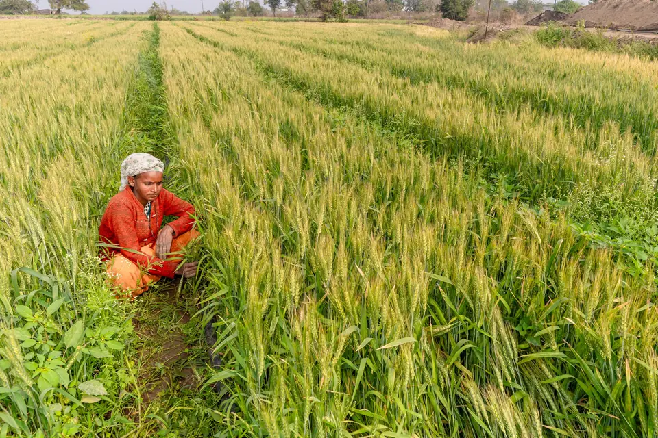 A farmer tending a green wheat field in India